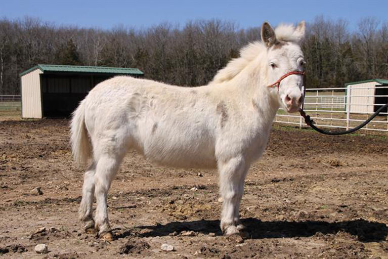 Last week's pet, still available: Abra